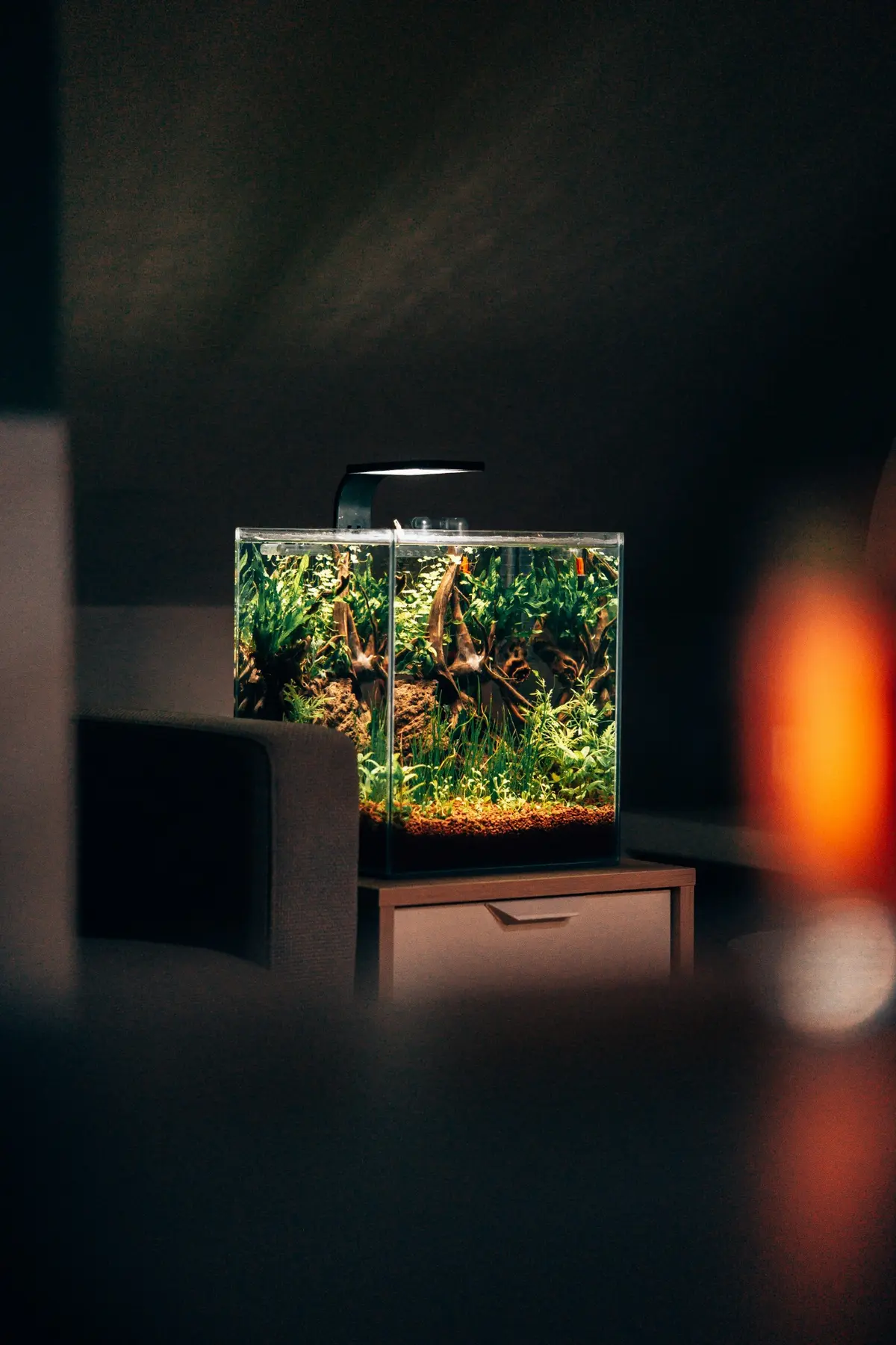 Beleuchtetes, bepflanztes Aquarium in einem Wohnraum