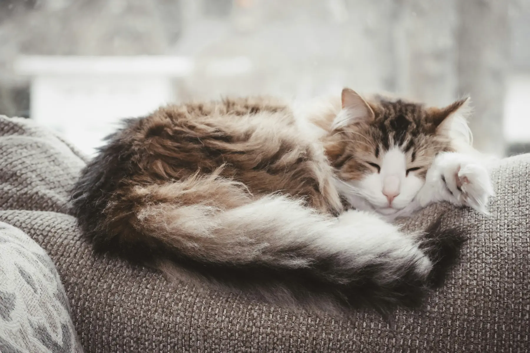 Entspannt schlafende Katze als Symbol für Tierwohl und Beratung